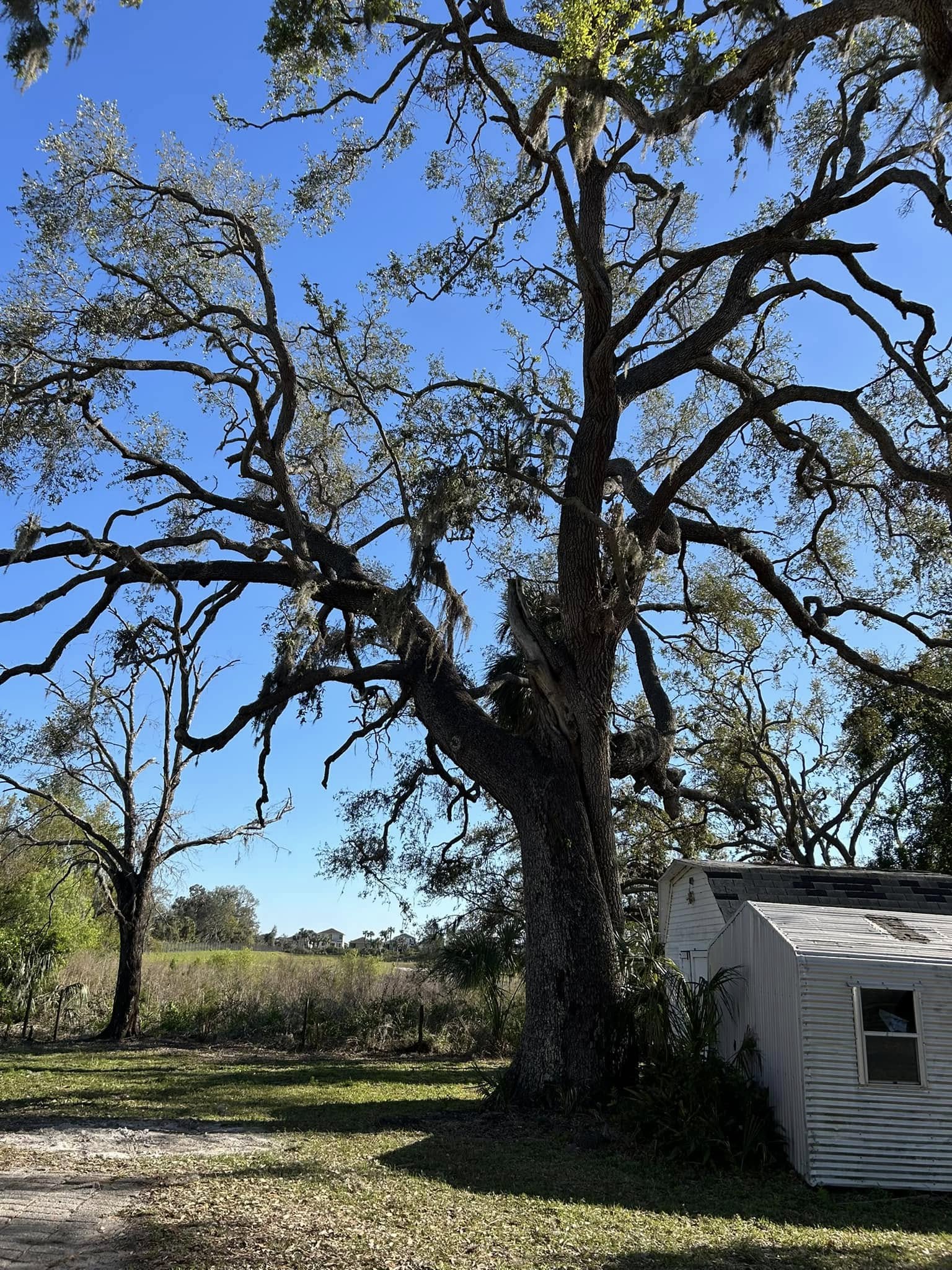 Big Oak Tree Removal - Before