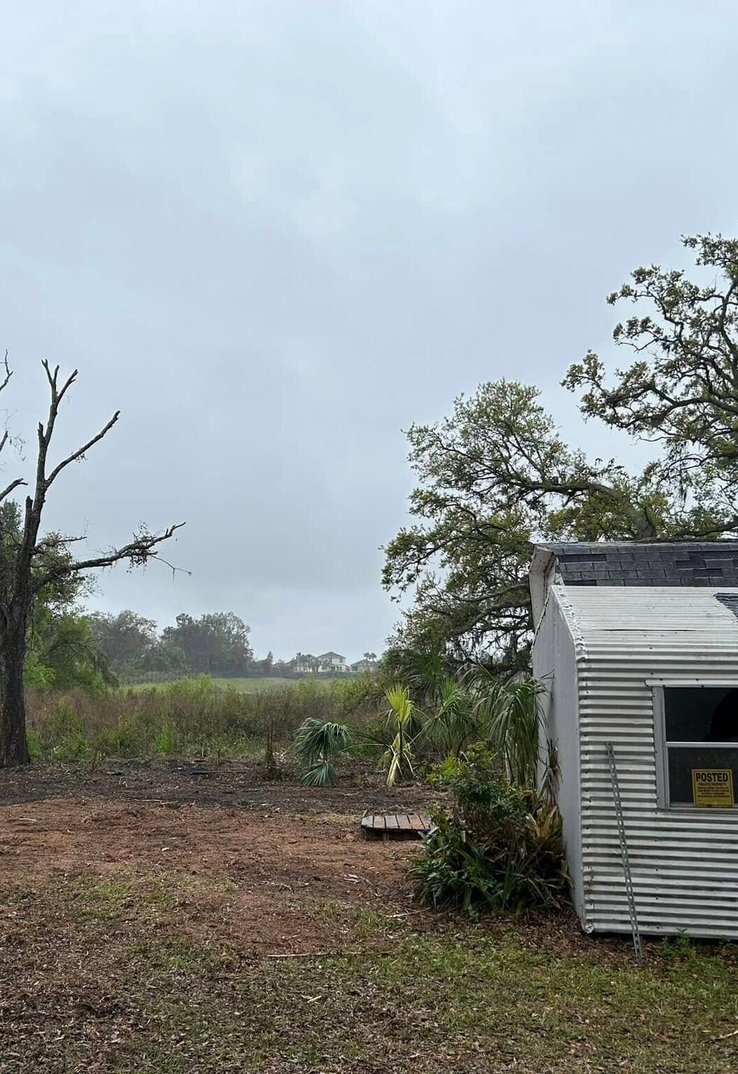 Big Oak Tree Removal - after