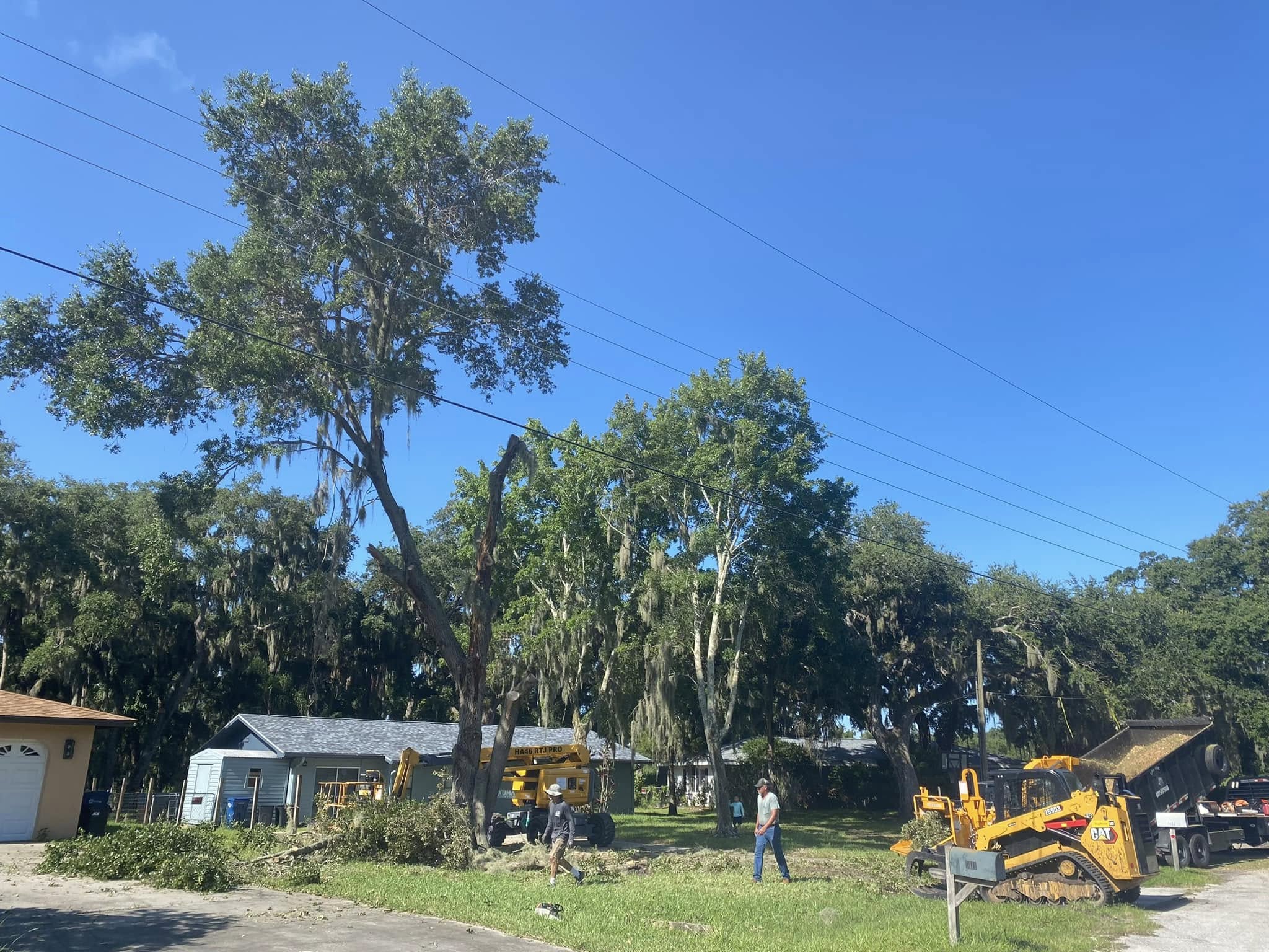 Tree Trimming Service